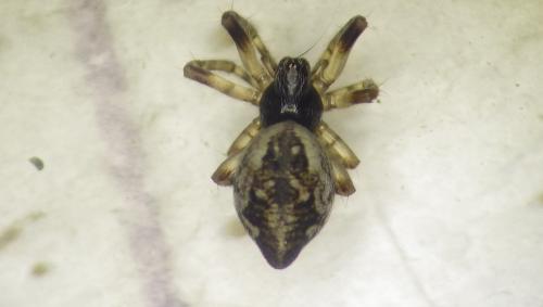 Réf. 279 916 : Cyclosa conica